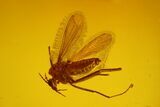 Fossil Springtail (Collembola) & Four Flies (Diptera) In Baltic Amber #170040-2